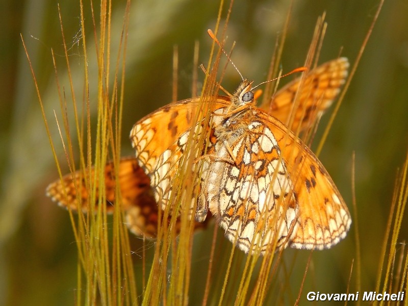 Un''altra colonia di Melitae athalia